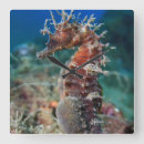 Buscar caballo mar de relojes de pared Seahorse