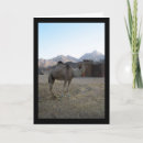 Buscar camello del desierto tarjetas Fotografía