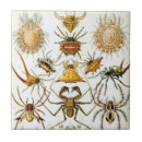 Buscar araña azulejos Arácnidos