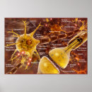 Buscar neurona posters Biología
