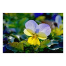Buscar viola posters Lila