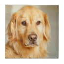 Buscar golden retriever azulejos Lindo