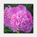 Buscar peones imanes Rosa