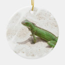 Buscar herp casa hogar Lagarto