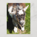 Buscar pigmeo postales Adorable