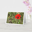 Buscar amapola roja tarjetas Palomitas