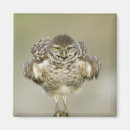 Buscar lechuza imanes Humor