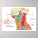 Buscar anatomía posterior posters Músculos