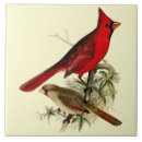 Buscar pájaro cardinal azulejos Cardenal rojo