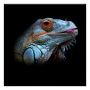 Buscar iguana posters Colorido