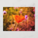 Buscar pared postales Flor