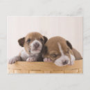Buscar basenji postales Animal