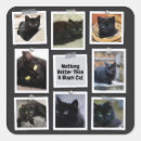 Buscar gato negro pegatinas Fiesta