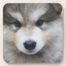 Buscar pelo animal posavasos Perro