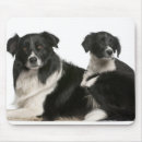 Buscar collie perritos Animal
