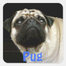 Buscar pug etiquetas Amantes del perro