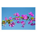 Buscar buganvillas posters Rosa