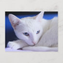 Buscar ojos hermosos postales Foto