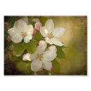 Buscar rosa de los vientos posters Blanco