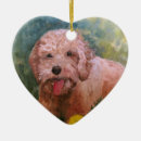 Buscar amo mi labradoodle Goldendoodle