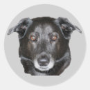 Buscar perro labrador pegatinas Lindo