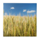 Buscar cereal azulejos Al aire libre