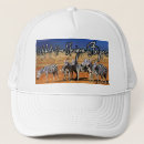 Buscar cebra gorras Rayas