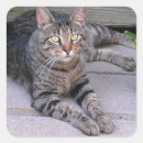 Buscar tabby pegatinas Gatito