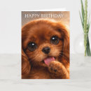 Buscar cavalier tarjetas Spaniel