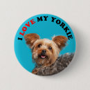 Buscar yorkie fotografía Animal