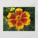Buscar flor amarilla y roja postales General y unisex