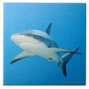 Buscar tiburón azulejos Peligro