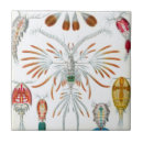 Buscar animales azulejos Retro