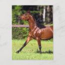 Buscar caballo árabe postales Ecuestre