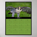 Buscar peregrino Raptor