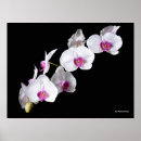 Buscar aromatic posters Aromaterapia