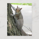 Buscar roedores postales Ardilla