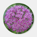 Buscar allium Primavera