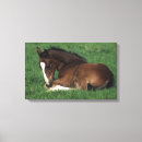 Buscar warmblood Potro