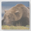 Buscar garras de oso posavasos 1 ª fauna