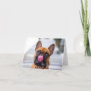 Buscar french bulldog tarjetas Francés