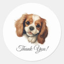 Buscar king pegatinas Cavalier king charles spaniel