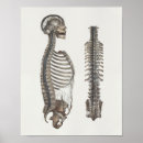 Buscar columna vertebral posters Anatomía