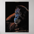 Buscar orangután posters Grandes simios