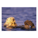 Buscar monterey fotografía Naturaleza