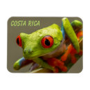 Buscar ranas fotografía Naturaleza
