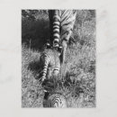 Buscar cachorro de tigre postales Animal