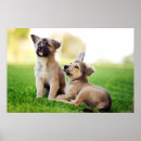 Buscar shepherd Cute