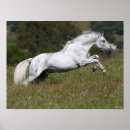 Buscar caballo andaluz posters Raza
