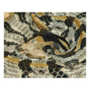 Buscar cascabel posters Reptil
